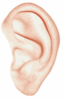 Ear Clip Art