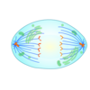 Anaphase Clip Art