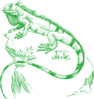 Iguana Clip Art