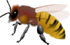 Hornet Clip Art