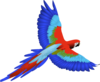 Parrot Clip Art