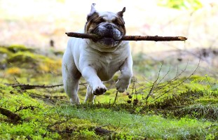 Original image of dog with stick
