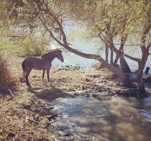 Horse at the lakeside