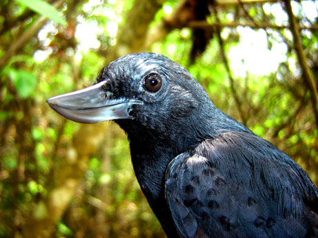 Smiling bird with upside down bill.