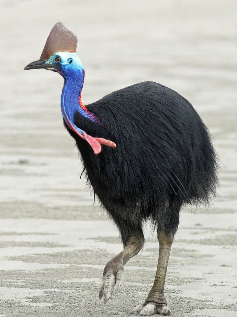 Cassowary bird.