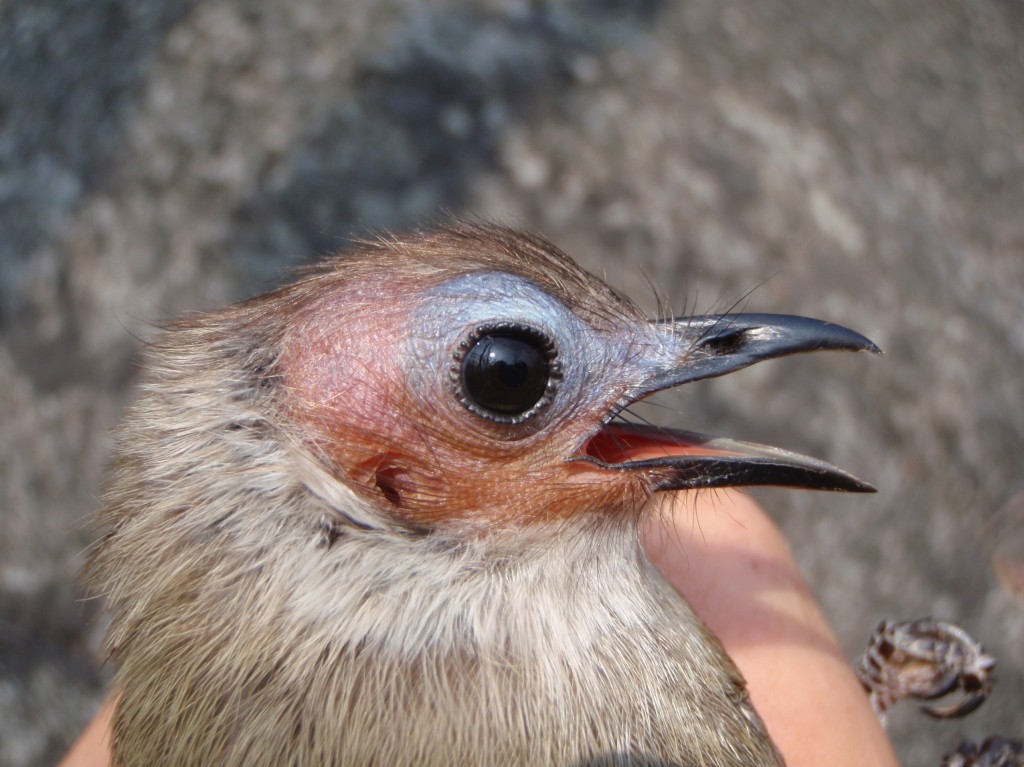 Bare-faced bulbul bird.