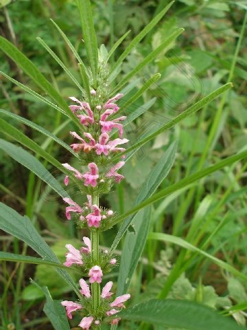 Common Motherwort Herb