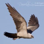 Mississippi Kite in Flight