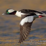 Drake Bufflehead in Flight - Los Colinas, Texas