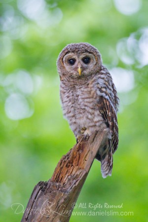 barred owl fledgling owlet