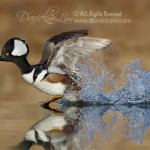 hooded merganser in fight water