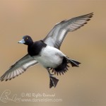 lesser scaup drake airborne in flight