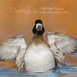 lesser scaup female