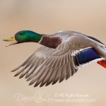 mallard in flight