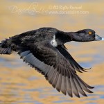 Ring necked Duck in flight