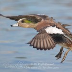 american wigeon in flight drake male