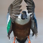 drake northern shoveler head on