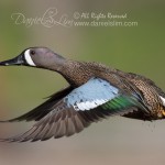 blue winged teal