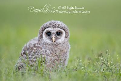 white rock lake barred owlet on the ground