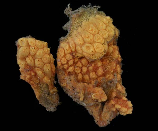 yellow-ascidians