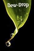 dew drop