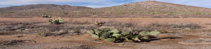 Pure Water Extracted From Plants