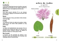 Le petit guide des arbres. 70 espèces à découvrir