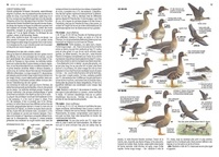 Le guide ornitho. Le guide le plus complet des oiseaux d'Europe, d'Afrique du Nord et du Moyen-Orient 3e édition