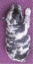 A newborn blue merle Pomapoo puppy laying on a purple blanket.