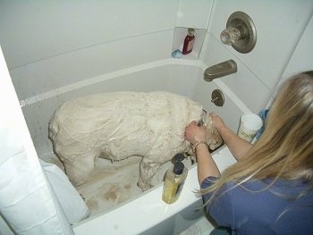 Spike the Bulldog is standing in a tub and he is covered in soap. A person is cleaning Spike and there is a lot of dirt on the bottom of the white bathtub.