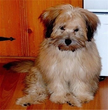 A fluffy, long-haired, tan with black Pomapoo puppy is sitting on a hardwood floor. It is looking down and forward.