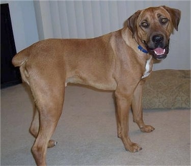 Duke the Boxador standing on a tan carpet wearing a blue collar looking back at the camera holder