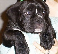 Close Up - Moose the Boxador puppy laying over the shoulder of a person