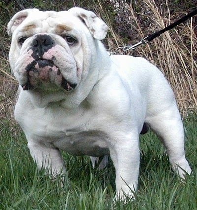 Champ's Boss the Bulldog standing outside in grass and looking at the camera holder