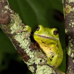 2606 Barking Tree Frog (Hyla gratiosa).