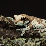 2668 Mission Golden-eyed Tree Frog (Amazon Milk Frog) (Trachycephalus resinifictrix).