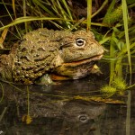 2687 African Burrowing Bullfrog (Pyxicephalus adspersus).