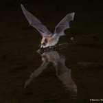 3418 Myotis Bat, Southern Arizona