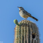 3518 Cactus Wren (Campylohynchus brunneicapillus). Sonoran Desert, Arizona