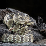 3520 Black-tailed Rattlesnake (Crotalus molossus), Sonoran Desert, Arizona