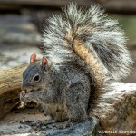 3573 Arizona Gray Squirrel (Sciurus arizonensis), Soronan Desert, Arizona