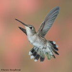 3634 Female Black-chinned Hummingbird (Archilochus alexandri), Sonoran Desert, Arizona