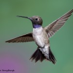 3639 Male Black-chinned Hummingbird (Archilochus alexandri), Sonoran Desert, Arizona