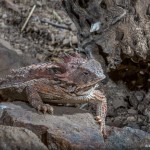 3640 Horned Toad (Short Horned Lizard), (Phrynosoma hernandesi), Sonoran Desert, Arizona