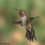 3642 Male Broad-tailed Hummingbird (Selasphorus platycercus), Sonoran Desert, Arizona