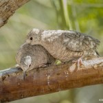 3646 Inca Dove (Columbina inca), Sonoran Desert, Arizona