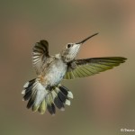 3648 Female Black-chinned Hummingbird (Archilochus alexandri), Sonoran Desert, Arizona