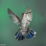 3651 Female Broad-billed Hummingbird (Cynanthus latirostris), Sonoran Desert, Arizona