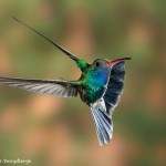 3653 Male Broad-billed Hummingbird (Cynanthus latirostris), Sonoran Desert, Arizona