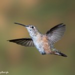 3656 Female Broad-tailed Hummingbird (Selasphorus platycercus), Sonoran Desert, Arizona